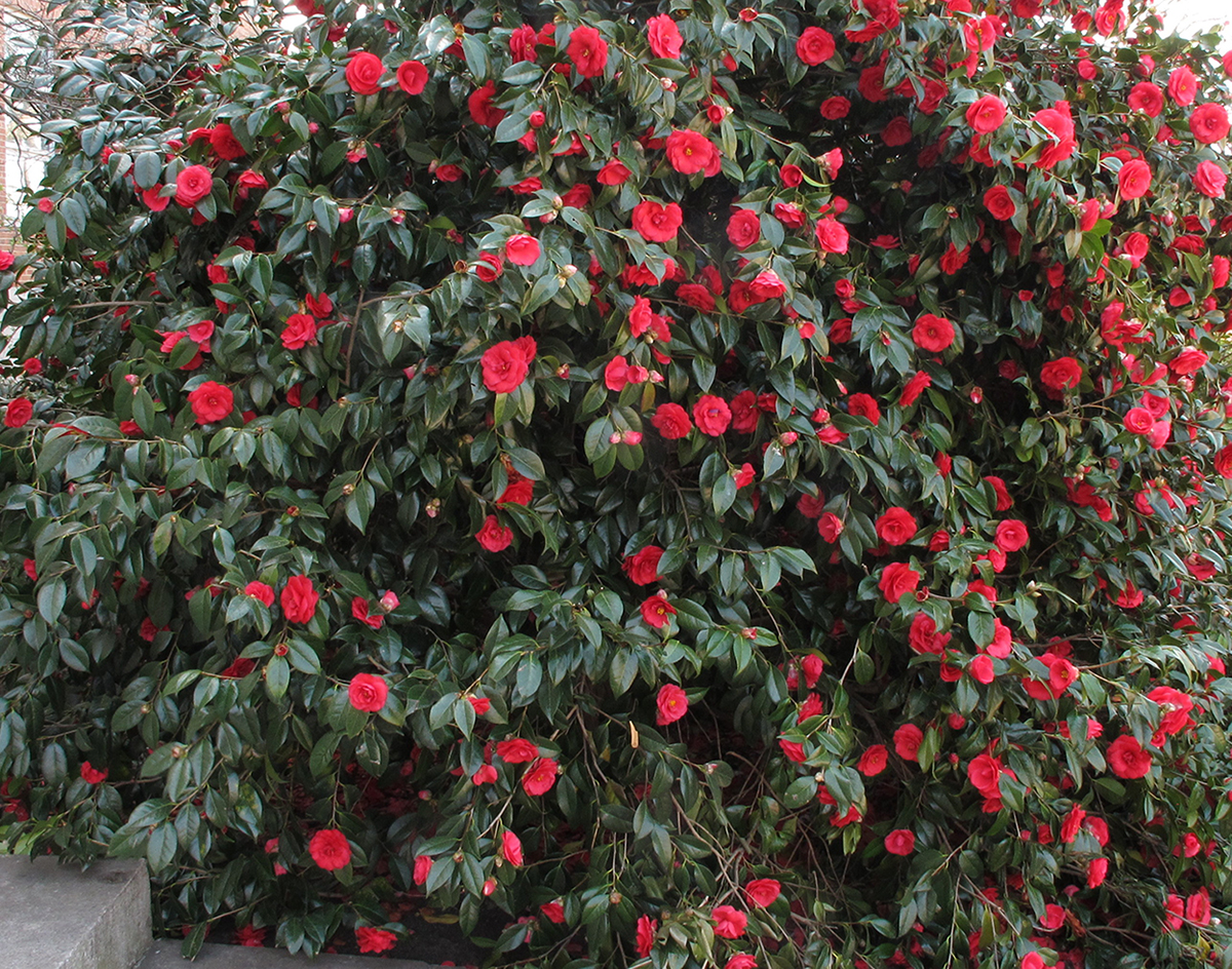 Camellia Flower